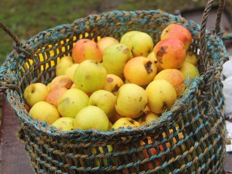 Fotografía: Manzanas apiladas en pieza de cestería realizada con nylon.
